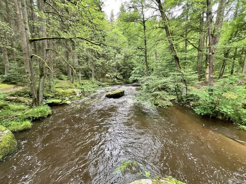 Von Lindenhof zum Mühlnickelweiher durch das NSG Waldnaabtal