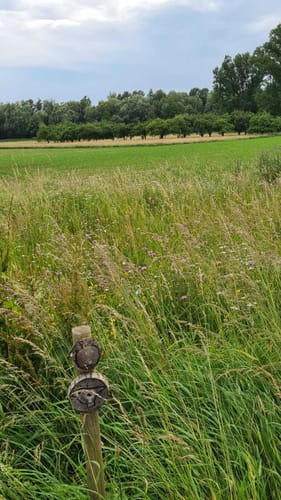 Naturschutzgebiet Waldhägenich ab Hatzenweier