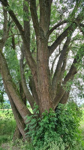 Naturschutzgebiet Waldhägenich ab Hatzenweier