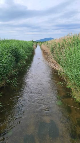 Naturschutzgebiet Waldhägenich ab Hatzenweier