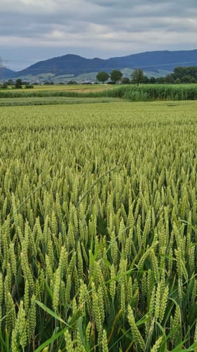 Naturschutzgebiet Waldhägenich ab Hatzenweier