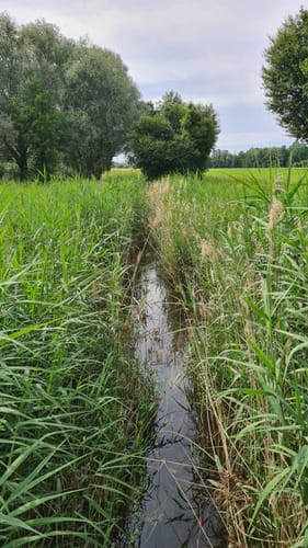 Naturschutzgebiet Waldhägenich ab Hatzenweier