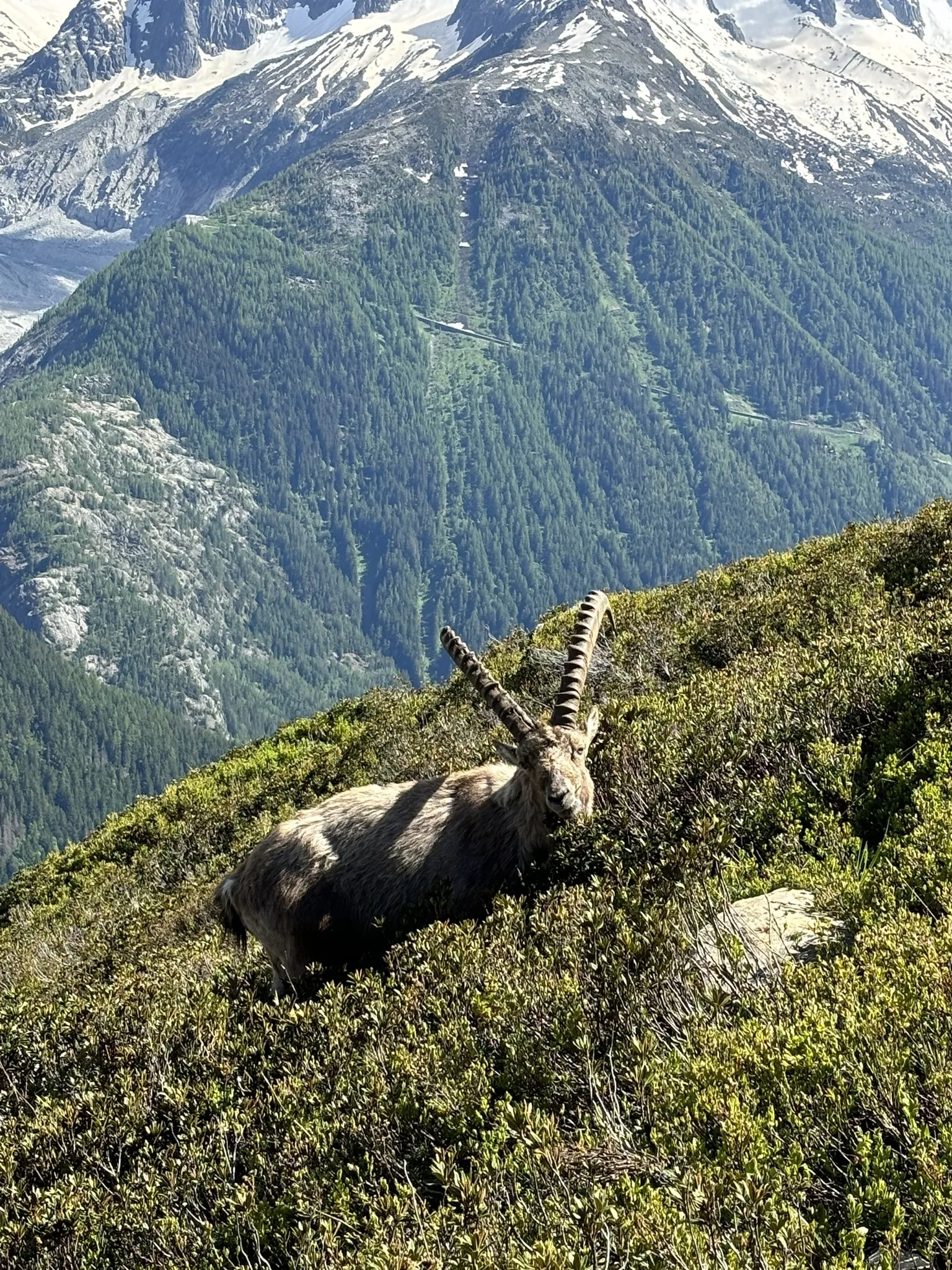Photo of a trail from Kate Mathiesen with title Lac Blanc via Grand Balcon Sud
