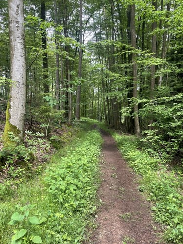 Breunigweiler Rundwanderung