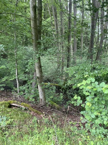 Breunigweiler Rundwanderung