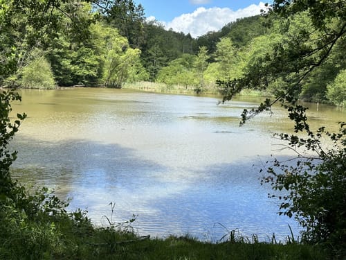 Netzbachweiher Rundweg