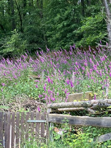 Natursteig Sieg - Etappe 7: Herchen - Schladern
