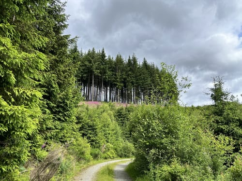Ilsetalpfad