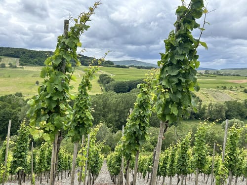 Von Mühlheim über die Weinberge