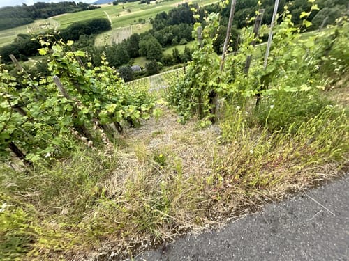 Von Mühlheim über die Weinberge