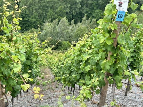 Von Mühlheim über die Weinberge