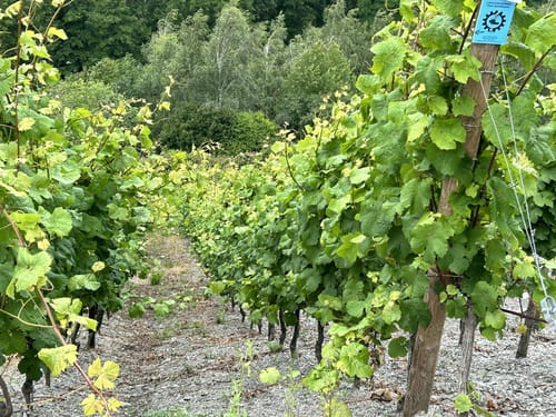 Von Mühlheim über die Weinberge