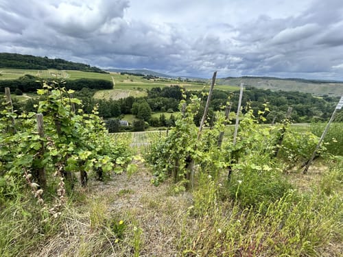 Von Mühlheim über die Weinberge
