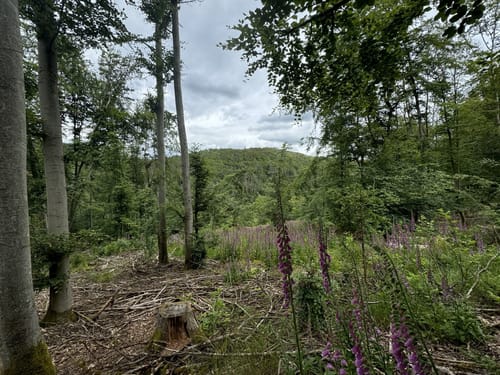 Der Überhöhische (Premiumwanderweg)