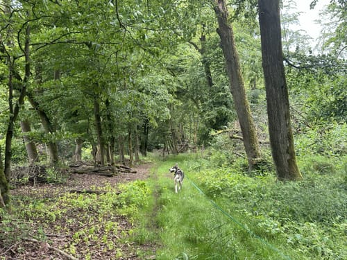 Der Überhöhische (Premiumwanderweg)