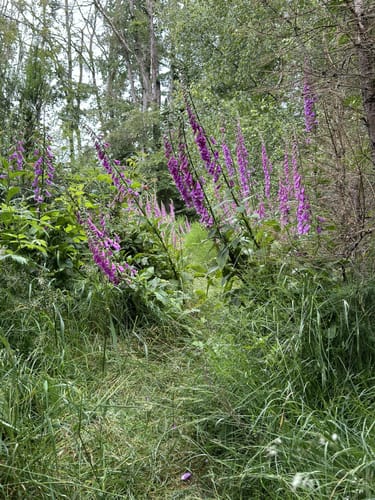 Der Überhöhische (Premiumwanderweg)