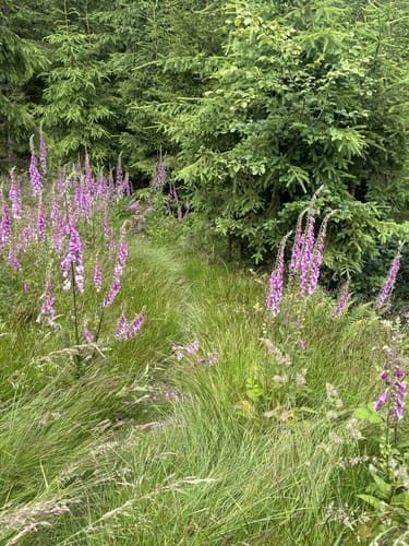Der Überhöhische (Premiumwanderweg)