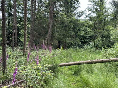 Der Überhöhische (Premiumwanderweg)