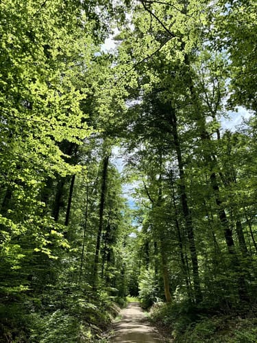 Von Müllheim über den Eichwald nach Rheintal