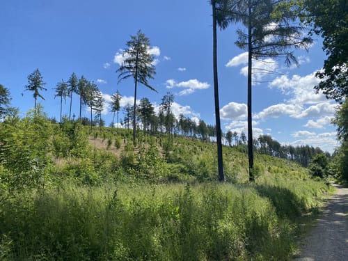Herrmannsweg Etappe 8: Detmold - Horn-Bad Meinberg
