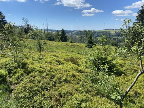 Herrmannsweg Etappe 8: Detmold - Horn-Bad Meinberg