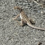 Pah Rah Interpretive Trail, Nevada - 84 Reviews, Map | AllTrails