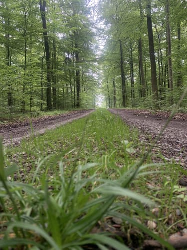 Historischer Wanderweg Heinsen (Hn 1)