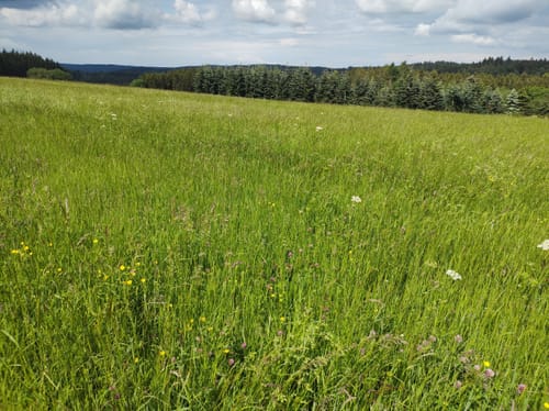Olef nach Golbach über Broich