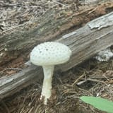 Lake Blue Ridge Loop , Georgia - 900 Reviews, Map | AllTrails