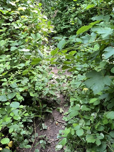 Luhrbachrundweg (Rundwanderweg 1)