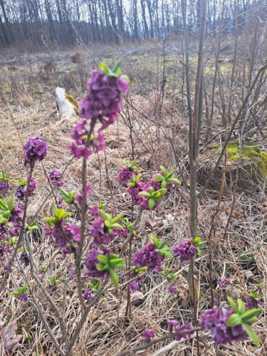 Rundweg 6: Silberklippe