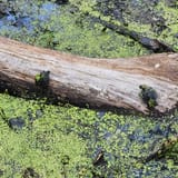 Lake Accotink Trail, Virginia - 2,755 Reviews, Map | AllTrails