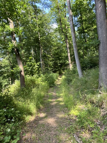 Zierenberg, Naturparkweg 6
