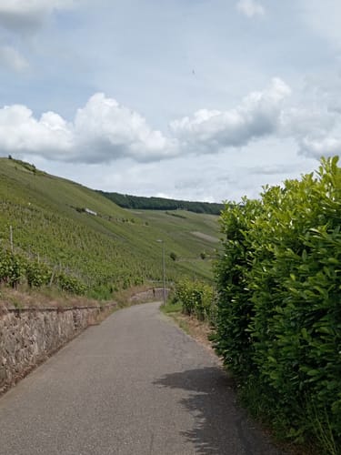 Klüsserather Sagenweg (Moselsteig Seitensprung)