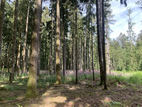 Bad Orb Rundwanderweg 15 (Friedensweg)