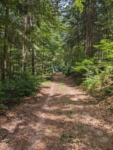 Oberzent Beerfelden Gammelsbach: Burg Freiensteins Weg (S6)