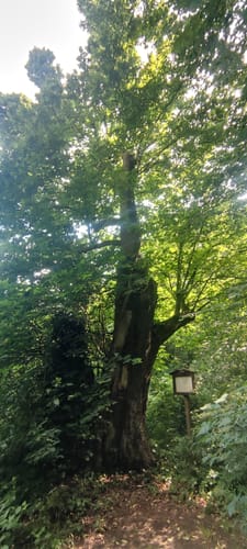 Limberg-Nonnenstein-Weg