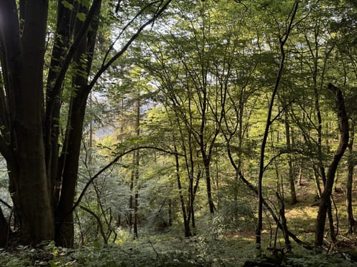 Altenburg - Hornberg Rundwanderung