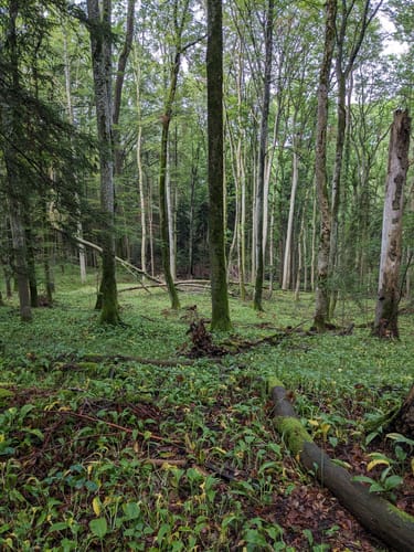 Über Beurener Heide und Dreifürstenstein
