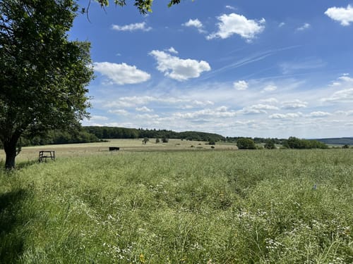 Soonwaldsteig Etappe 6: Jägerhaus - Bingen