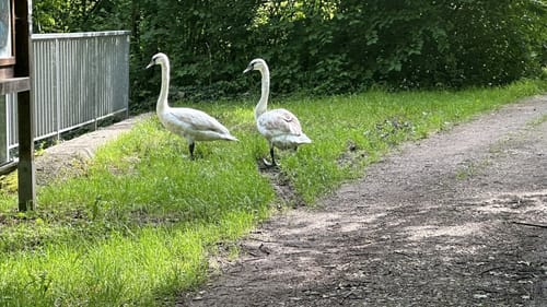 Biodiversitätspfad Rheinauenwald Kehl