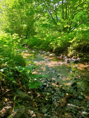 Schluchtenpfad Sinspelt(NaturWanderPark delux)