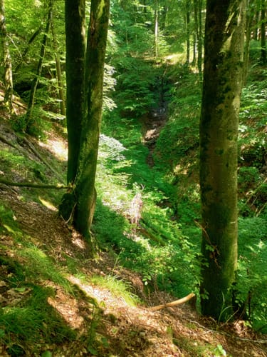Schluchtenpfad Sinspelt(NaturWanderPark delux)