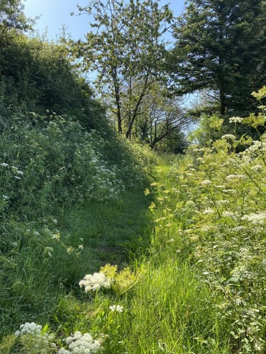 Premiumwanderweg: WeitblickTour Ulrichstein
