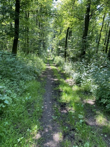 Premiumwanderweg: WeitblickTour Ulrichstein