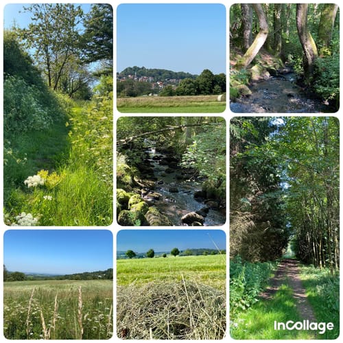 Premiumwanderweg: WeitblickTour Ulrichstein