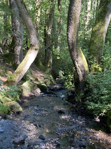 Premiumwanderweg: WeitblickTour Ulrichstein