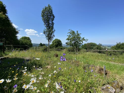 Premiumwanderweg: WeitblickTour Ulrichstein
