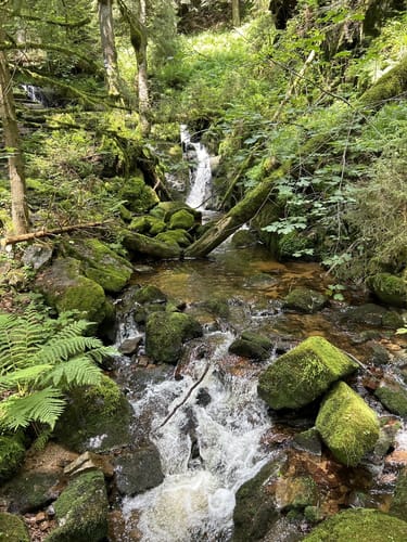 Schluchtensteig Etappe 4: Fischbach - St. Blasien