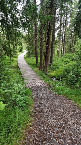Johanngeorgenstadt: Hochmoor Kleiner Kranichsee